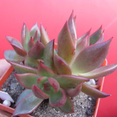 Echeveria Bronze Beauty