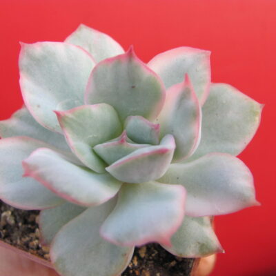 Echeveria Luella variegata