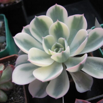 Echeveria Compton Carousel variegata