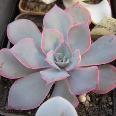 Echeveria Pinky