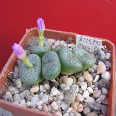 Conophytum witsteinii fragile