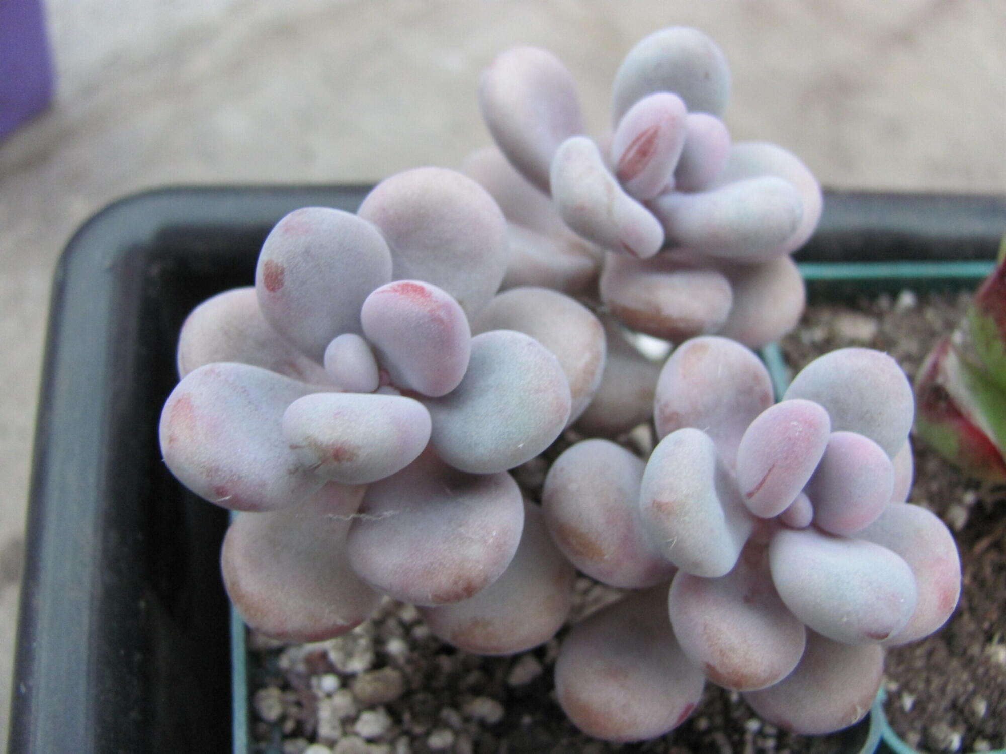 Pachyphytum Pink