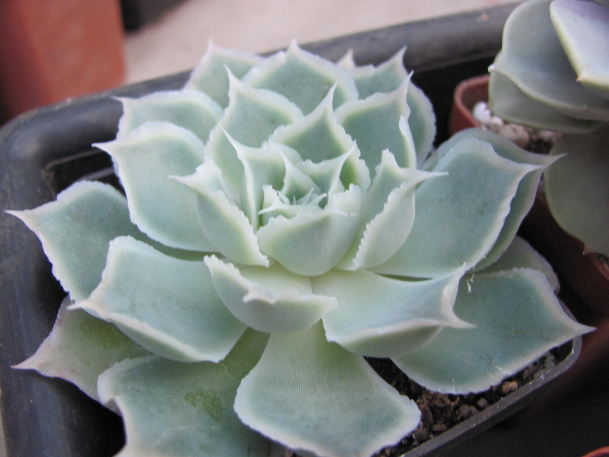 Echeveria Laguna Sanchez