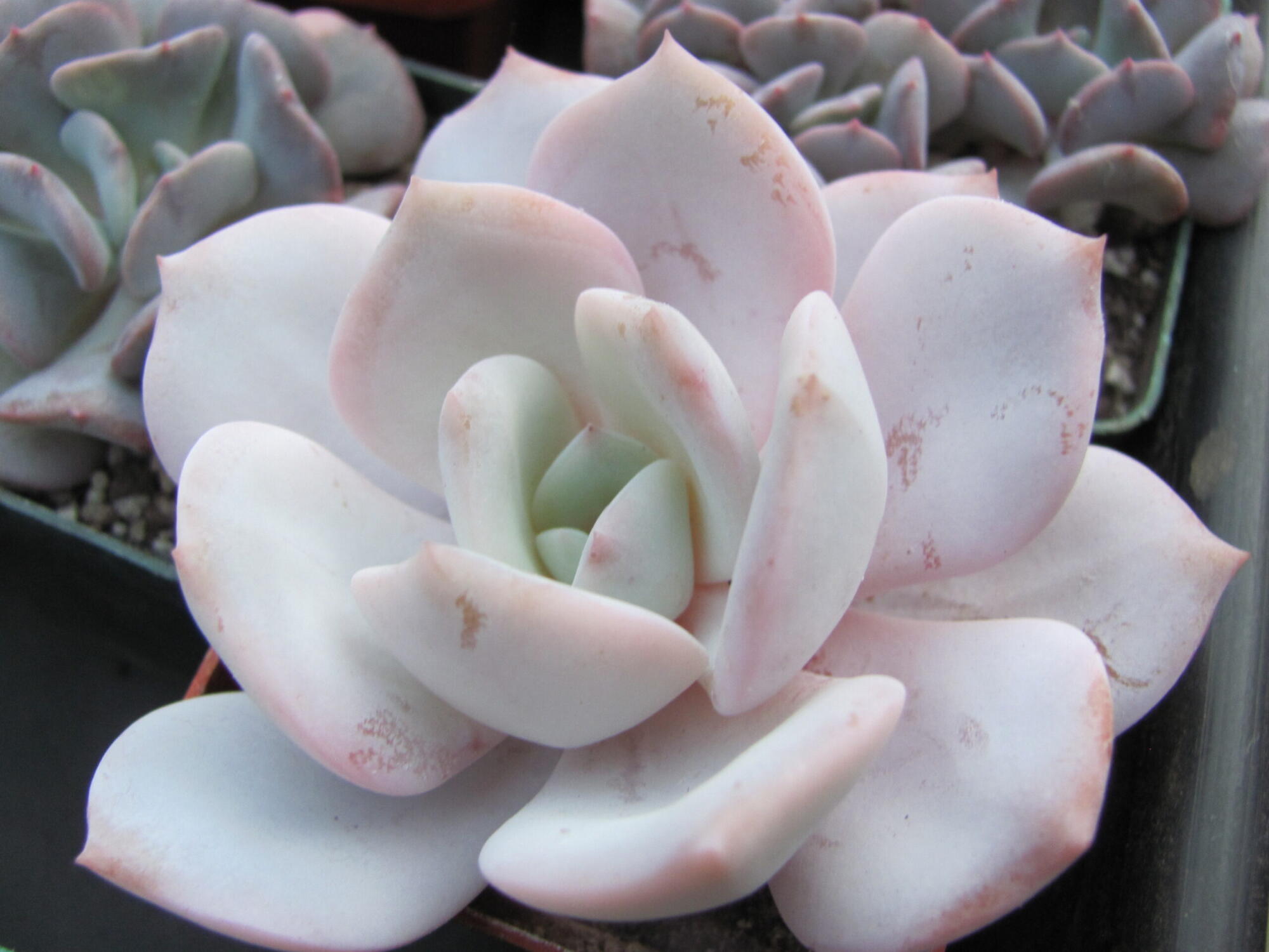 Echeveria Laui hybr.