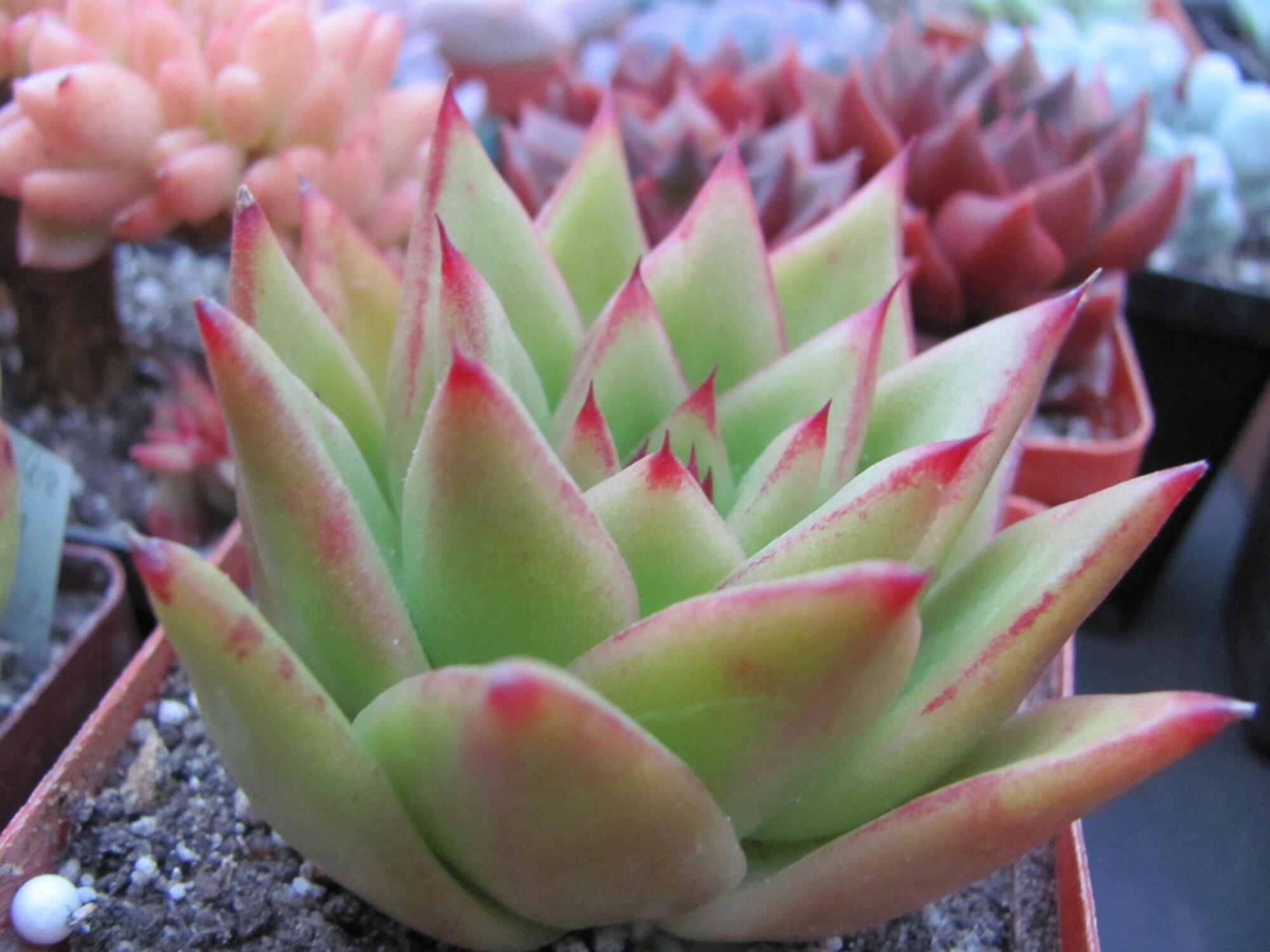 Echeveria agavoides *Lipstik*