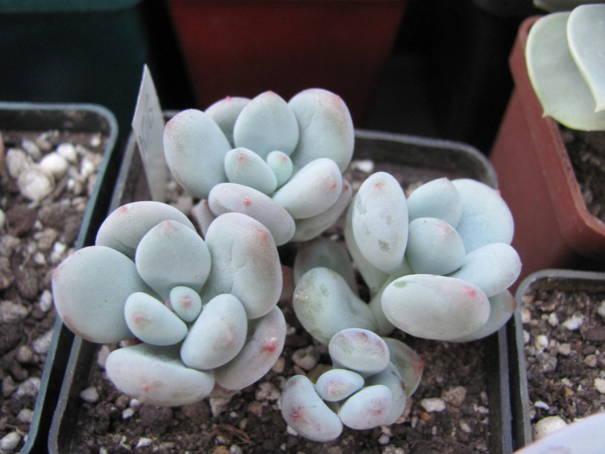 Pachyphytum oviferum hybr.