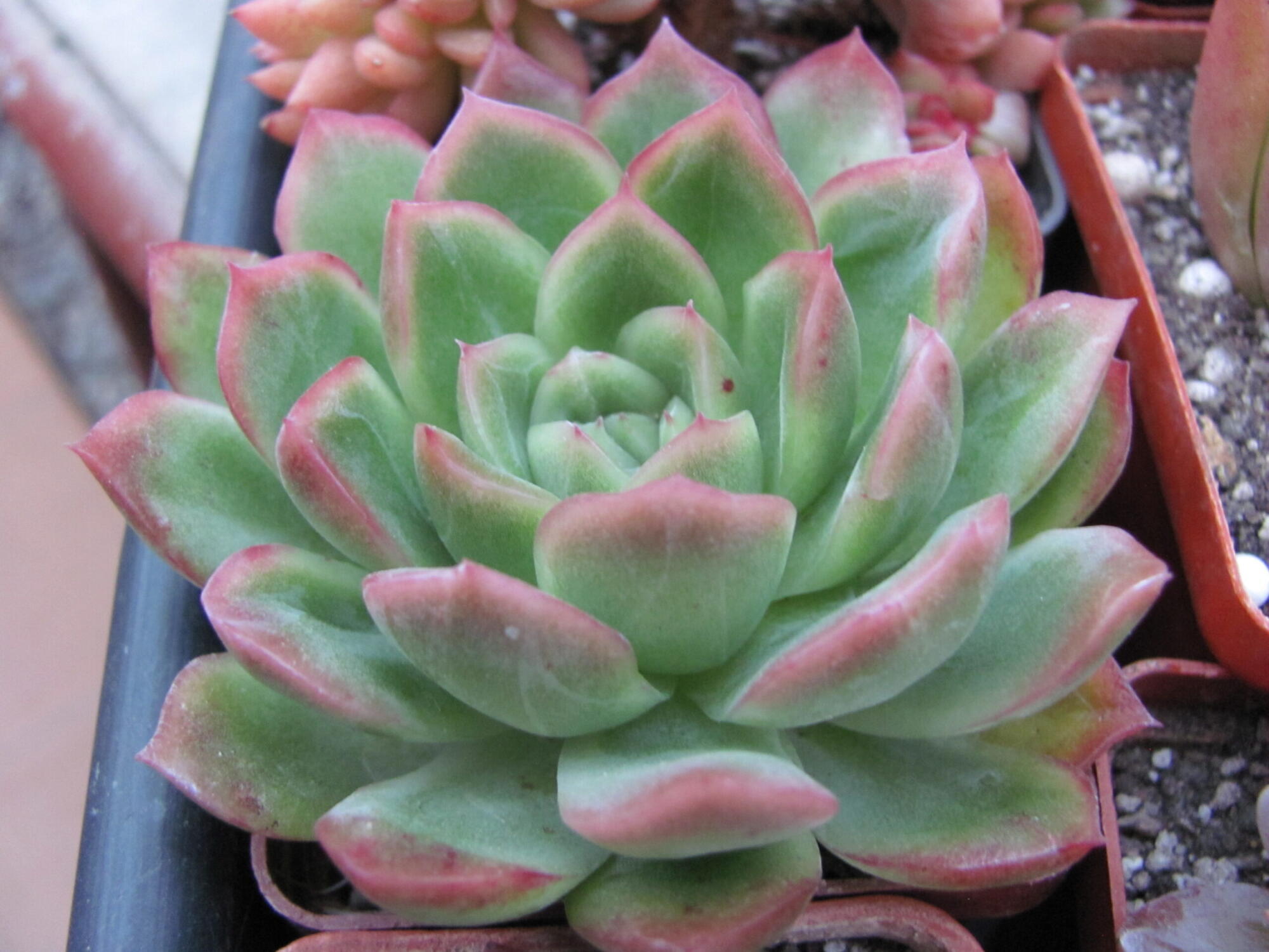 Echeveria hybr. 51 Italy