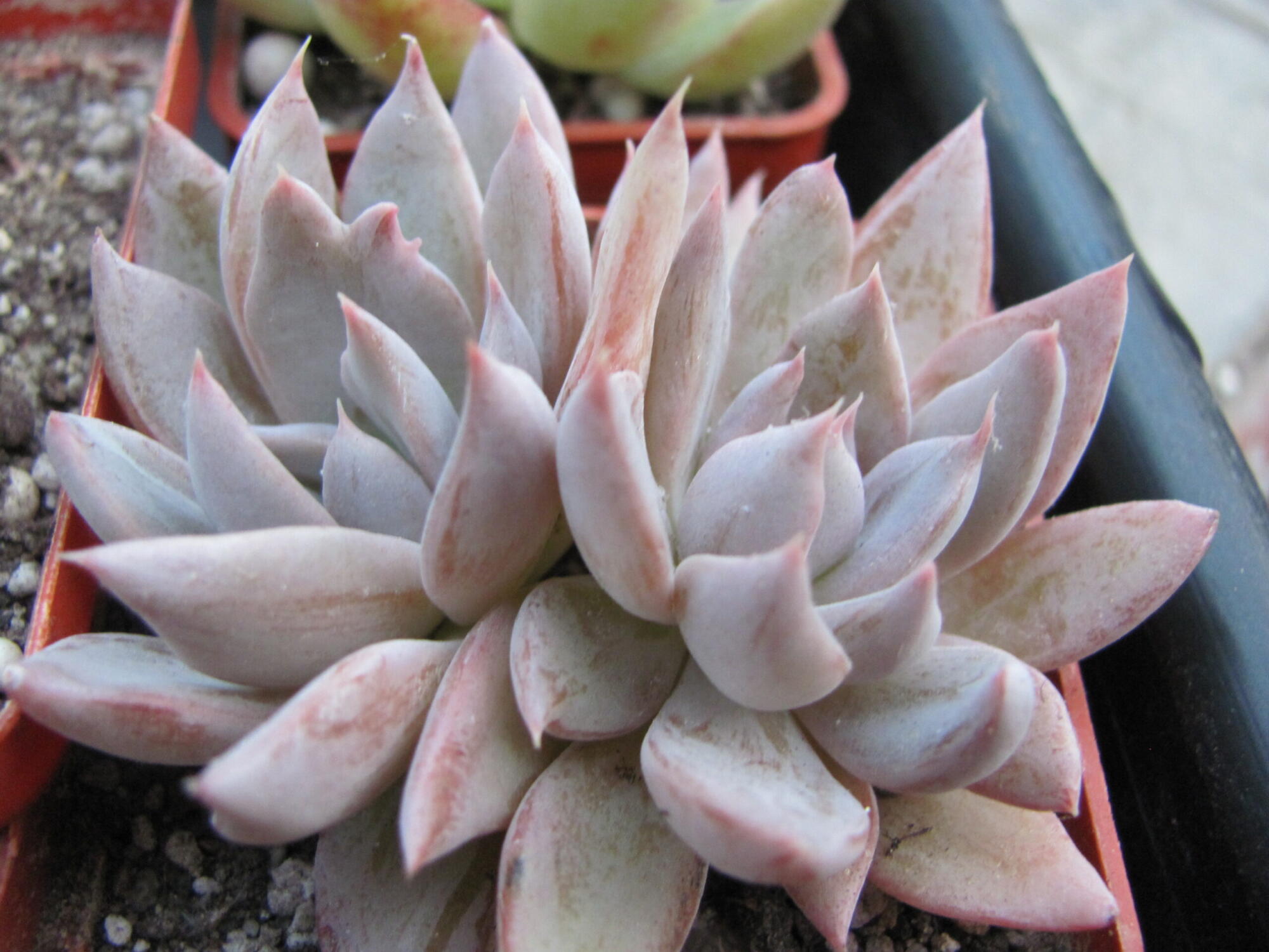 Echeveria craigiana Chihuahua