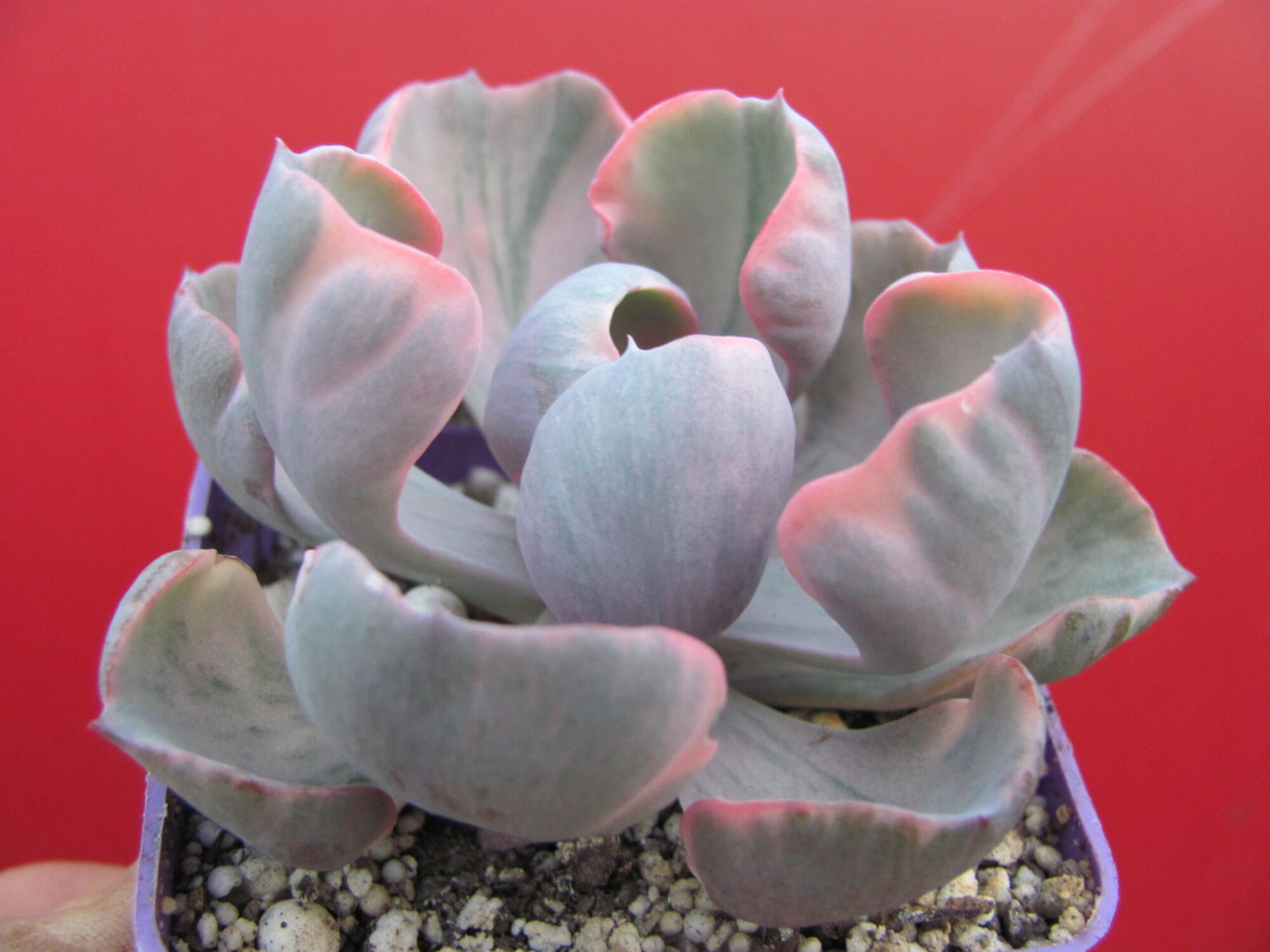 Echeveria Beyonce Rainbow variegata