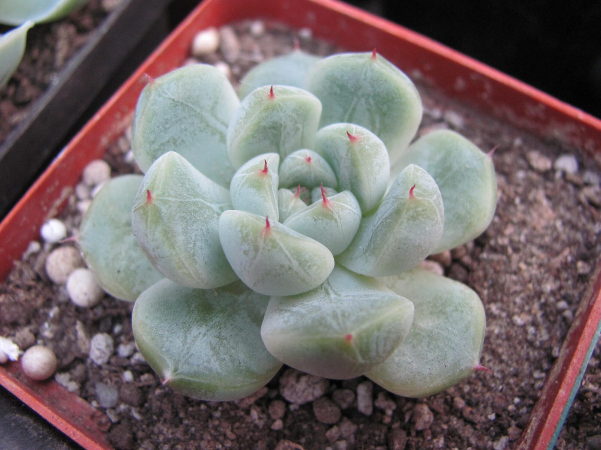 Echeveria hybr.#103