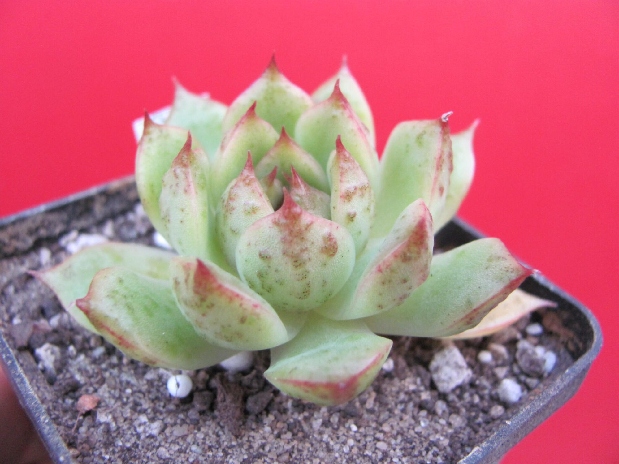 Echeveria Moon Stone hybr.