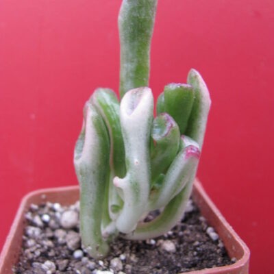 Crassula ovata *Gollum* variegata