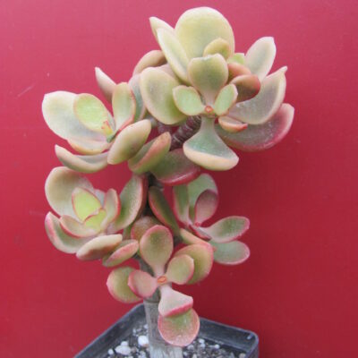 Crassula *Helios*