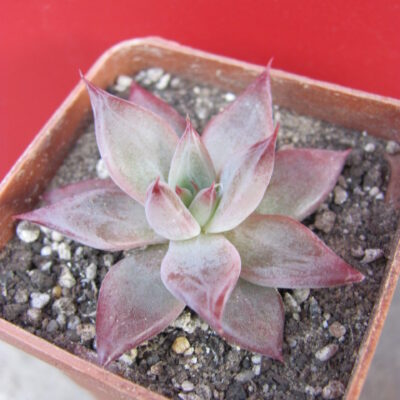 Echeveria *Red Soul* Korea