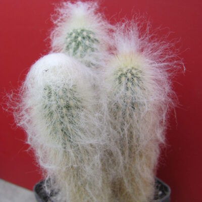 Espostoa ritteri 3 разом