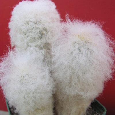 Espostoa melanostele