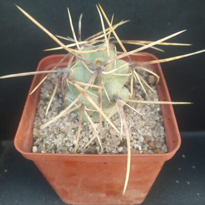 Tephrocactus alexanderi