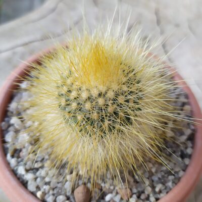 Mammillaria crassior MG