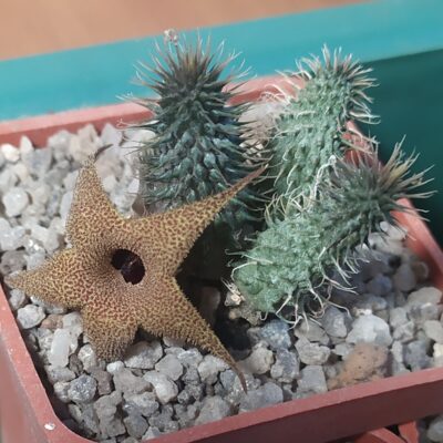 Huernia pillansii