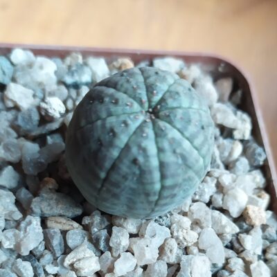 Euphorbia obesa simmetrica