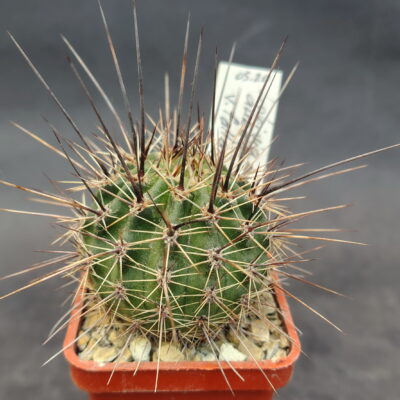 Lobivia aurea v. fallax P137 (Piltz)
