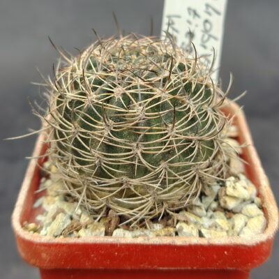 Lobivia tiegeliana WR 84
