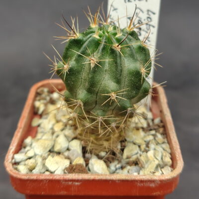 Lobivia hybr.  (jajoiana v.fleischeriana WR 580 X jajoiana cv. Anemone)