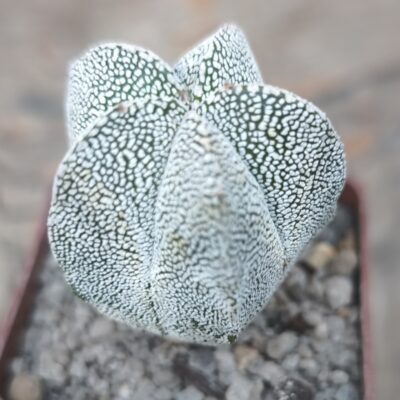 Astrophytum myriostigma onzuka