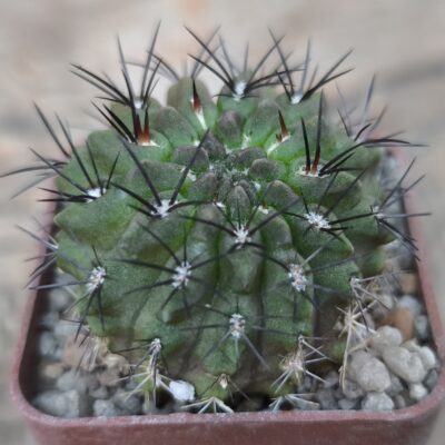 Neoporteria paucicostata