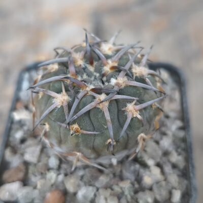 Gymnocalycium riojense v. paucispinum - 7 років(селекція)