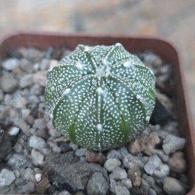 Astrophytum asterias Superkabuto