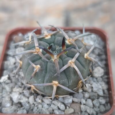 Gymnocalycium riojense v. paucispinum - 7 років(селекція)