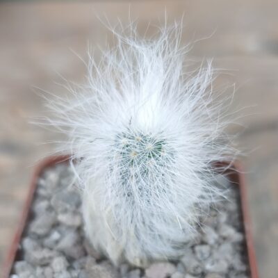 Espostoa ritteri