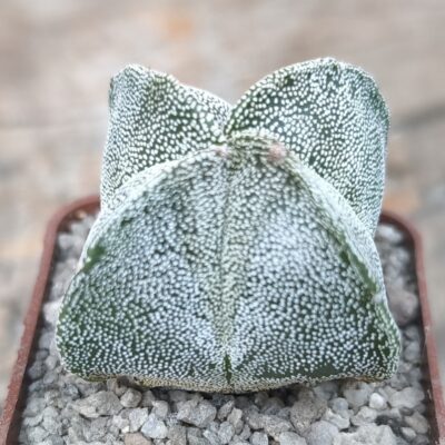 Astrophytum myriostigma quadricostatum