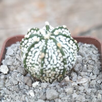Astrophytum Superkabuto