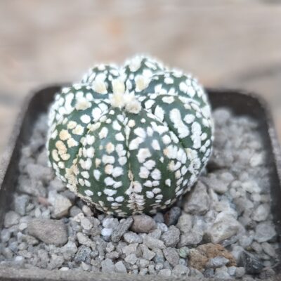 Astrophytum Superkabuto