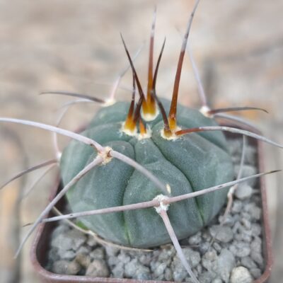 Gymnocalycium spegazzinii ssp. cardenasianum