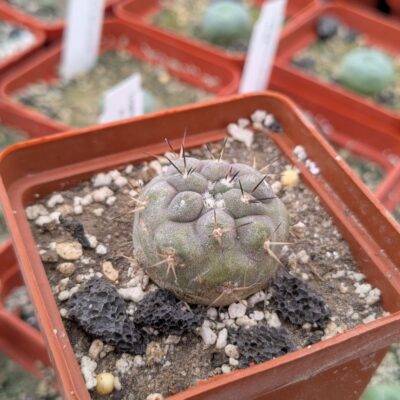 Copiapoa cinerea