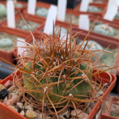 Gymnocalycium mazanense v.polycephalum BCS 45 Suriyaco