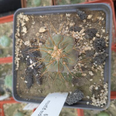 Copiapoa cinerea v. gigantea