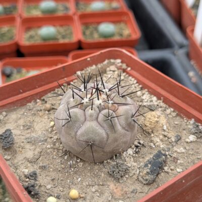 Copiapoa cinerea, south-east of Taltal
