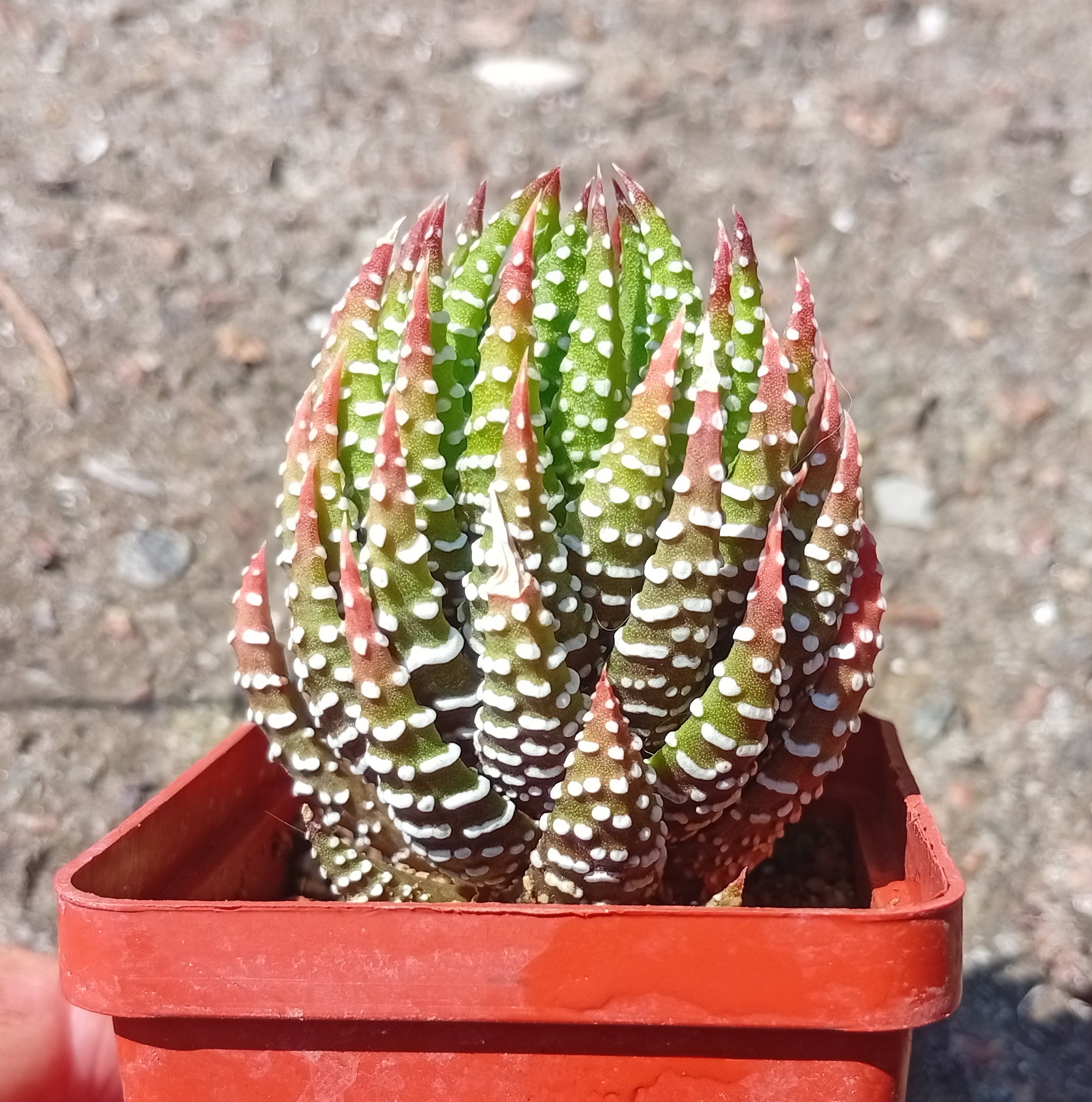 Haworthia reinwardtii v pediensis