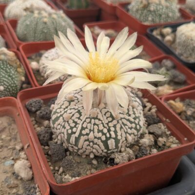 Astrophytum asterias cv. superkabuto