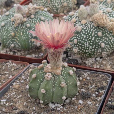Astrophytum hybrid