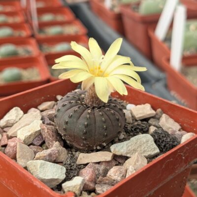 Frailea castanea