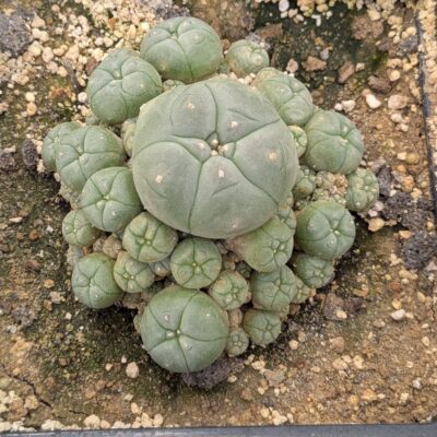 Lophophora williamsii v. caespitosa