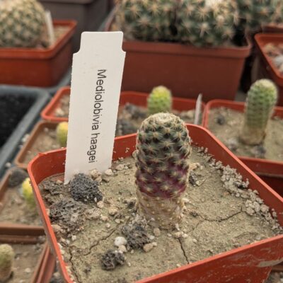 Mediolobivia haagei