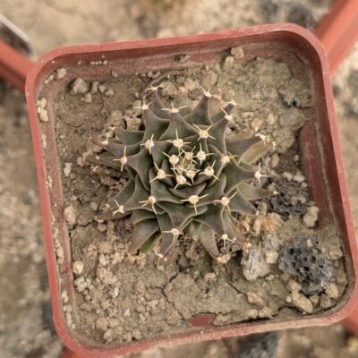 Obregonia denegrii