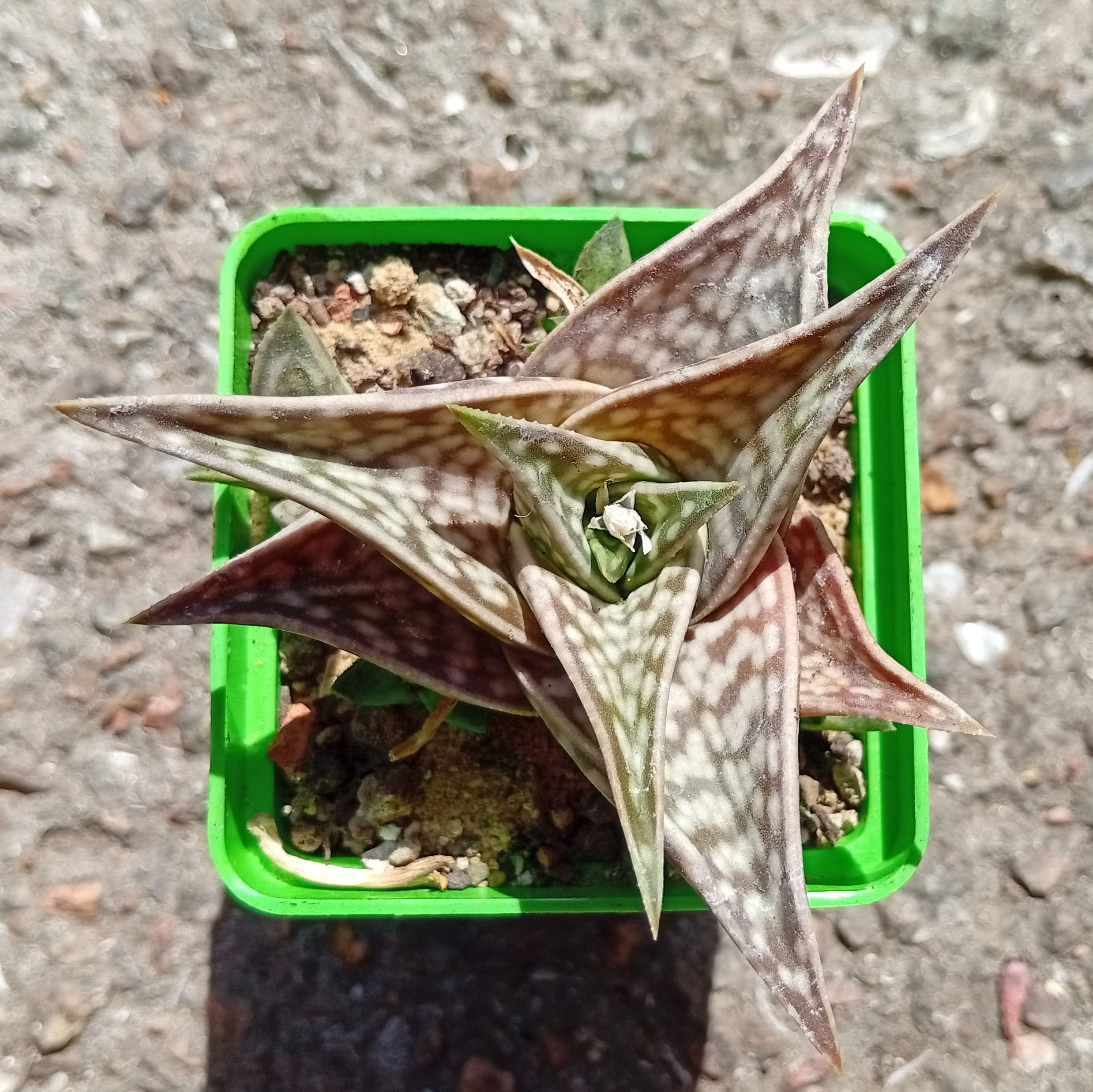 Aloe Sladeniana