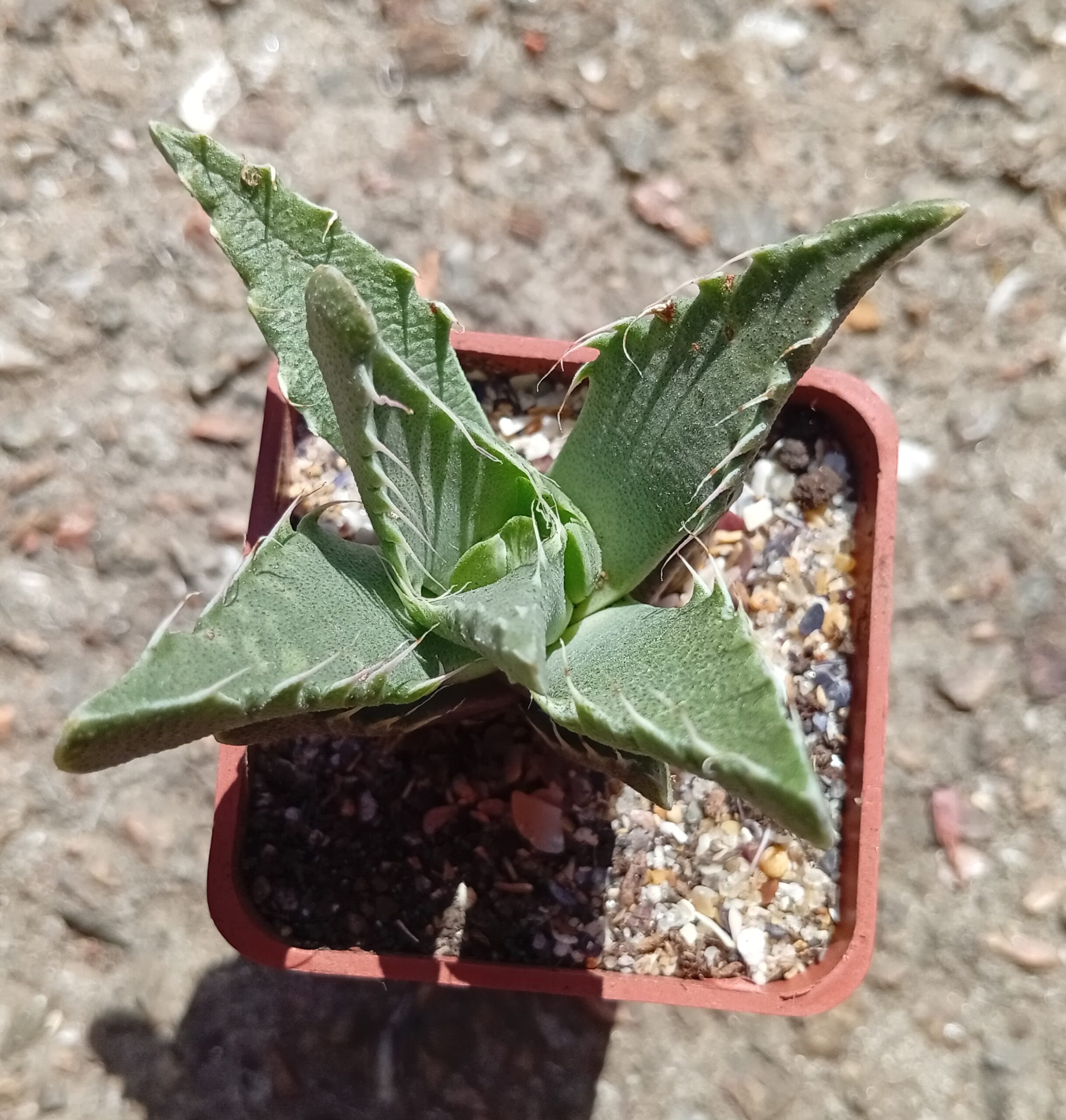 Faucaria tigrina